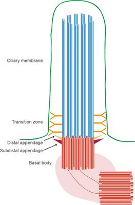 The Primary Cilium as a Therapeutic Target in Ocular Diseases